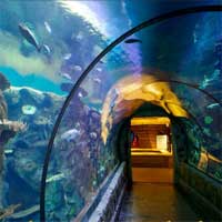 Free online flash games - KnfGame Escape From Sea Aquarium game - WowEscape