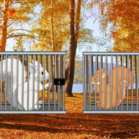 Escape Game Save The squirrel Love Wowescape