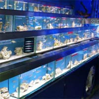 Knf Escape From a Fish Shop