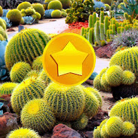 Free online html5 games - Treasure Hunt-Cactus